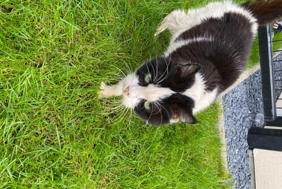 Alerte Découverte Chat Inconnu Marly France