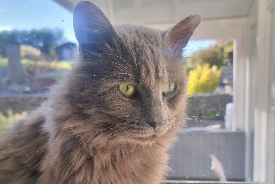 Alerte Découverte Chat Mâle Bouzonville France